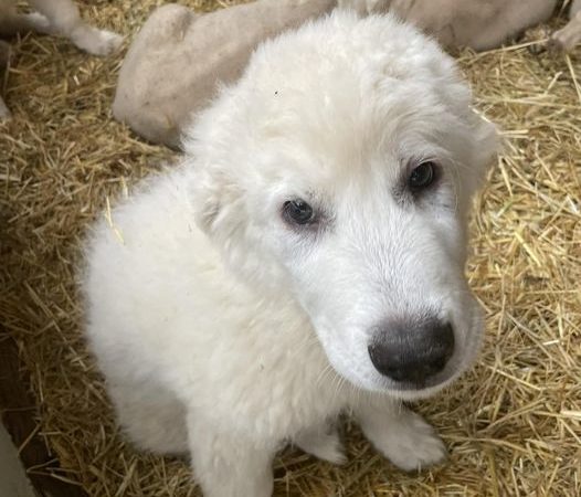 cuccioli di pastore maremmano e agnelli, storie di Maremma - Pietro Pimpinelli detto Re Teti, uno degli ultimi poeti bernescanti, cantastorie, leggenda del Maggio Maremmano