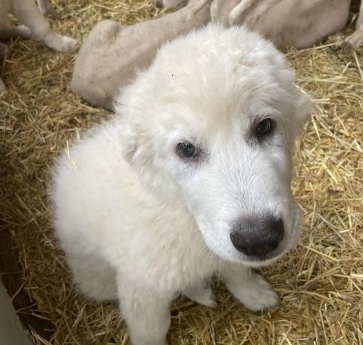 cuccioli di pastore maremmano e agnelli, storie di Maremma - Pietro Pimpinelli detto Re Teti, uno degli ultimi poeti bernescanti, cantastorie, leggenda del Maggio Maremmano