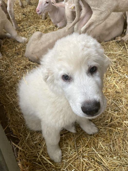 cuccioli di pastore maremmano e agnelli, storie di Maremma - Pietro Pimpinelli detto Re Teti, uno degli ultimi poeti bernescanti, cantastorie, leggenda del Maggio Maremmano